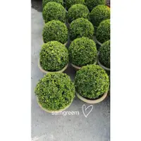 在飛比找蝦皮購物優惠-【samgreen♥️細葉七里香🌲】7吋盆/室外盆栽/芳香植