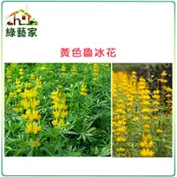 在飛比找Yahoo奇摩購物中心優惠-【綠藝家】大包裝H10.魯冰花(黃花)種子350顆