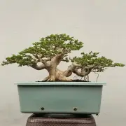 Bonsai Premna Micropylla | Bonsai Tree | Bonsai Juniperus | Medium Size