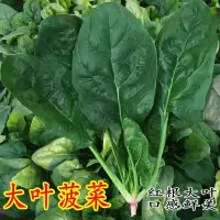 在飛比找蝦皮購物優惠-【優選農作】菠菜種子 四季易種 大小葉菠菜種子 農田菜園  