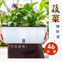 在飛比找momo購物網優惠-【品屋】蔬菜種植箱(長方形懶人種菜盆 長型花盆 種菜盆 花盆