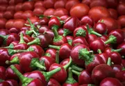 CAPSICUM MINI 'Red Cherry' seeds