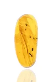 Swarm of Brachycera, Fossil insect inclusion in Burmese Amber