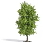 Busch 3721 HO 115mm Deciduous Spring Tree