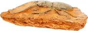Paleontological Insect Specimen Ornament for Teaching Decorative Lightweight Portable Insect Decor for Science Education Landscape Accent