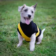 AFL Richmond Tigers Pet Jumper - Small
