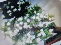 在飛比找Yahoo!奇摩拍賣優惠-老盆養20多年日本小葉達摩梔子花，少件無接枝高露根，造型漂亮