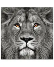 Empire Art Direct King of The Jungle Lion Frameless Free Floating Tempered Glass Panel Graphic Wall Art