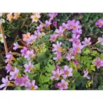 酢醬草OXALIS IMBRICATA TELOS粉花鯨魚尾