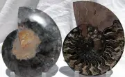 RARE 1-n-100 BLACK Ammonite PAIR Deep Crystal 110myo FOSSIL XL 200mm 7.8" 1519xx