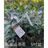 在飛比找蝦皮購物優惠-花花世界_茶花-**鳳凰山茶**-日本山茶-臺灣山茶花/5吋