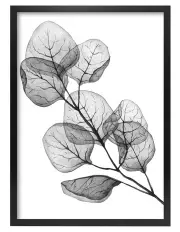 [Profile Australia] Australian Made Transparent Eucalyptus Silver Dollar Leaves Art Print A2 in Black Frame No Border