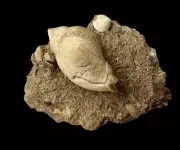 FOSSIL SHELL, LIRATOMINA ADELAIDENSIS, AUSTRALIA F654