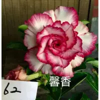 在飛比找蝦皮購物優惠-蝦皮🦐特賣會 馨香 花夢坊🌹富貴花、風水樹、裸根寄出沙漠玫瑰