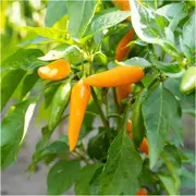 Chilli - Bulgarian Carrot seeds