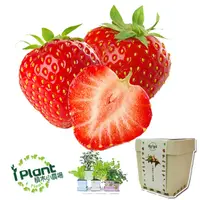 在飛比找PChome24h購物優惠-【iPlant】積木小農場 - 草莓