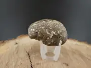 Isopod Shell Fossil In Stone Matrix With Perfect 3 On Shell