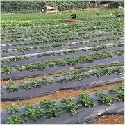 PE Film with Planting Holes 10m, for Garden Weed Film Mulching Breathable Gardening Farming Landscape Sheeting