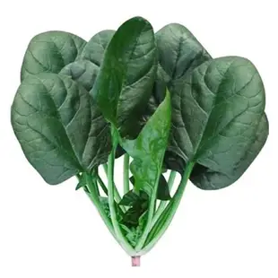 【買一送一】菠菜種子大葉菠菜籽高產耐熱耐寒菠菜種籽秋冬蔬菜種子