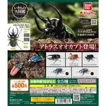 『現貨』生物大圖鑑-獨角仙06 BANDAI  扭蛋   轉蛋   【蛋樂寶】