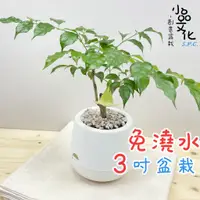 在飛比找蝦皮商城優惠-【小品文化】進財樹【現貨】3吋雪胖免澆水盆栽 室內植物 室內