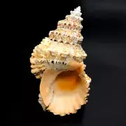 Giant Frog Snail Sea Shell Tutufa Bubo Natural Collectible Giant Frog Shell