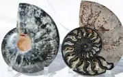 Large Black Ammonite PAIR Deep Crystals 110myo FOSSIL XXL 170mm 6.6" 9531uu