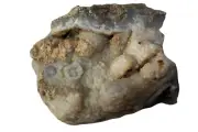 Chalcedony botriodal mass