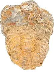 CATIEBYE Trilobite Decorations Dining Room Table Decor Decoration Ornaments for Ornament Paleontology Adornment Real Model Real Specimen Classroom Teaching Kit Digging Kit Stone