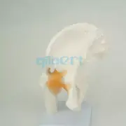 Life Size Anatomical Hip Joint Model Human Skeleton Medical Anatomy Teaching