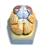 Eisco Labs Human Brain with Arteries Model - 9 Parts