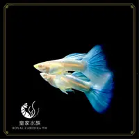 在飛比找iOPEN Mall優惠-皇家水族・天空藍白子孔雀魚 孔雀魚 觀賞魚 活餌