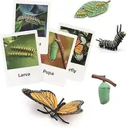 Montessori Life Cycle Animal Figures with Flash Cards, Plastic Insects Monarch Butterfly Kit Caterpillar Toy for Kids, Realistic Animal Figurines (Butterfly)