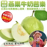 在飛比找PChome24h購物優惠-【小農直配】燕巢牛奶珍珠芭樂(20斤±10%)