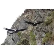 Save 6.00%! Antisana and Condors Watching Day Trip