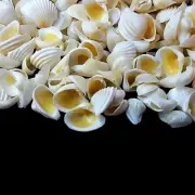 Tiny Pointed Venus Shells For Crafts Art Decor Natural Sea Shell approx.700 pcs