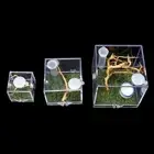 Jumping Spider Habitat Breeding Box Cages For Spider GX Insect Small New -