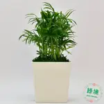 盆栽 小品 觀葉植物 袖珍椰子 超強空氣清淨 送底盤  室內植物