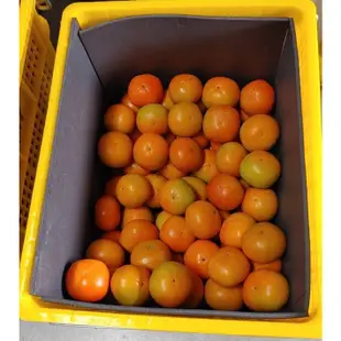 台中大雪山 產地直送日本甜柿