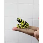日本MAGNETS超有趣文具迷你黃帶箭毒蛙擬真迴紋針收納座