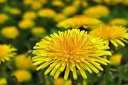 Dandelion, 100 Seeds Taraxacum officinale herb, Untreated)
