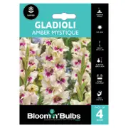 Bloomin' Bulbs Summer Aqua Gladioli Amber Mystique - 4 Pack