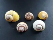 #CU4 Nice mix of 5 different shade/color Caribbean Cu. land snail shells