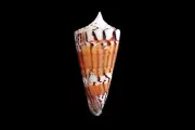 Sea shell - Conus generalis 66mm- NICE PATTERN!!!