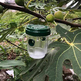 廠供昆蟲捕捉器果園捕蜂器昆蟲果蠅誘捕器太陽能捕蠅器捕蟲器滅蟲