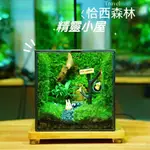 新品熱銷 免運【精靈の屋】創意盆栽 真植物生態瓶微景觀 爬寵水陸雨林生態缸 客廳辦公室桌面擺件生態缸室內綠植盆栽開幕送禮