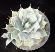 agave spineless WYSIWYG Self Rooted Garden