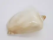 Cryptospira ventricosa Cryptospira elegans sea snail Sea shell Shellfish Marine