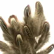 Natural Almond Male Ringneck Pheasant Feather Plumage x 10pcs