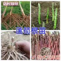 在飛比找蝦皮購物優惠-【三年蘆筍種苗】蘆筍根苗特大三年蘆筍種苗紫色蘆筍苗庭院四季種